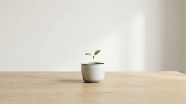 A small green seedling with two leaves growing in a grey ceramic pot on a pale oak table against a white wall, illustrating the early growth a business growth consultant is hired to restart