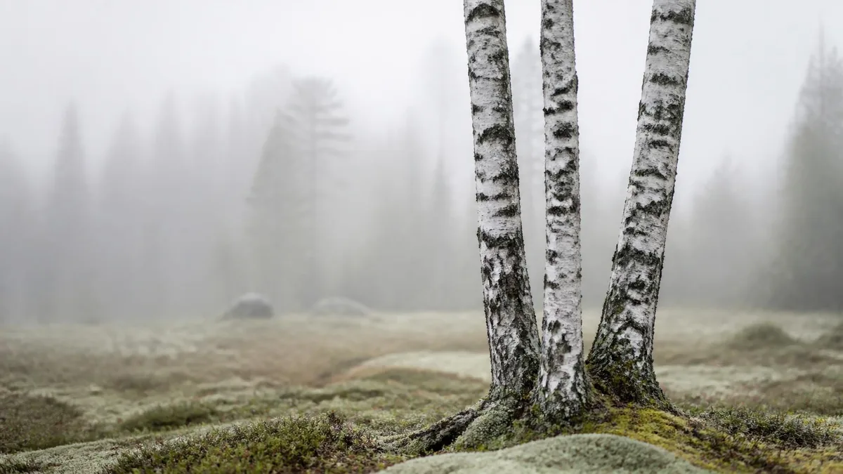 Three white birch trunks growing from one shared root on a misty Nordic moor, illustrating EOS, Pinnacle and System & Soul as three operating systems born from Traction